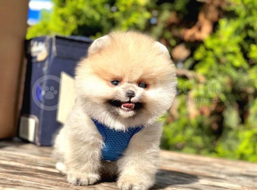 Safkan Pomeranian Boo Yavruları görsel
