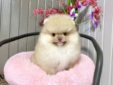 Ayıcık Surat Boo Pomeranian Yavrular