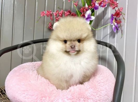 Ayıcık Surat Boo Pomeranian Yavrular