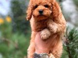 Babyface Toy Poodle Yavrularımız