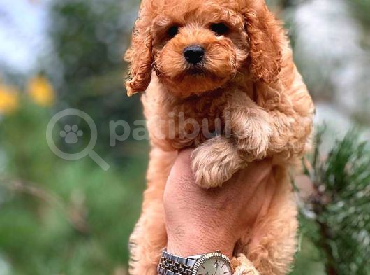 Babyface Toy Poodle Yavrularımız