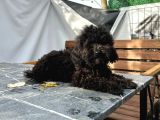Aşıları Bitmiş Black Toy Poodle Yavrular