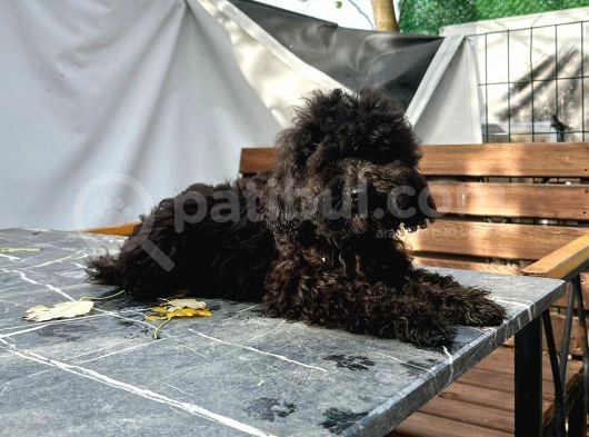 Aşıları Bitmiş Black Toy Poodle Yavrular görsel