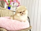 Ayıcık Surat Boo Pomeranian Yavrular
