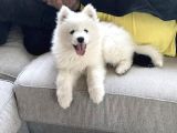 Kar Beyaz Orji̇nal Samoyed Bebekler
