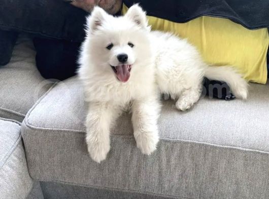 Kar Beyaz Orji̇nal Samoyed Bebekler görsel