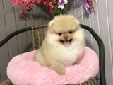 Ayıcık Surat Boo Pomeranian Yavrular