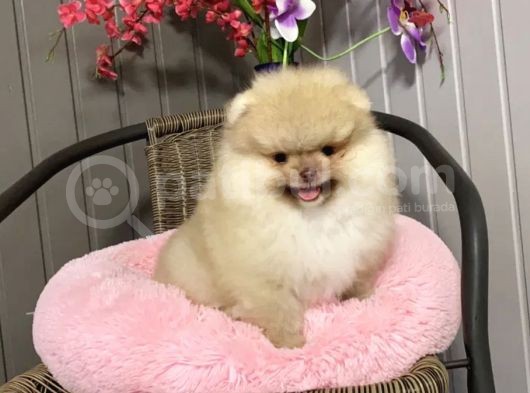 Ayıcık Surat Boo Pomeranian Yavrular görsel
