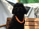 Aşıları Bitmiş Black Toy Poodle Yavrular