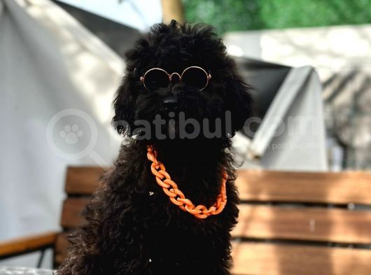 Aşıları Bitmiş Black Toy Poodle Yavrular görsel