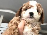 Evde Anne-Babayla Büyümüş Toypoodle