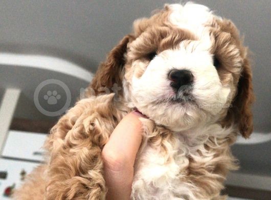Evde Anne-Babayla Büyümüş Toypoodle görsel