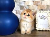 A Kalite Bri̇ti̇sh Shorthai̇r Ve Shorthai̇r Golden  Yavrular