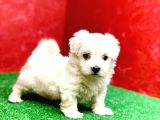 Maltesse Terrier Cinsi Güzel Yavrular 
