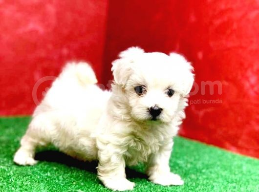 Maltesse Terrier Cinsi Güzel Yavrular 