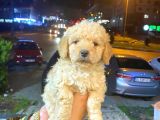 MALTİPO CİNSİ 