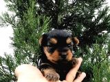 Morkie Cinsi Yavrular 