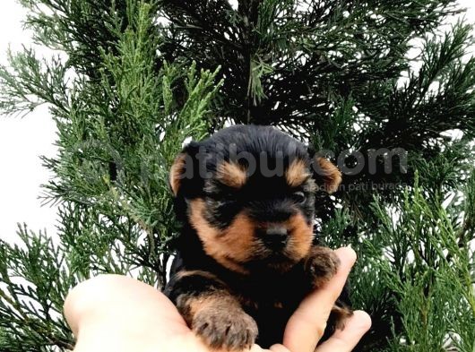 Morkie Cinsi Yavrular  görsel