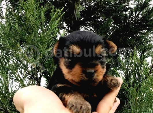 Morkie Cinsi Yavrular 