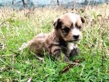 Morkie Cinsi Yavrular 