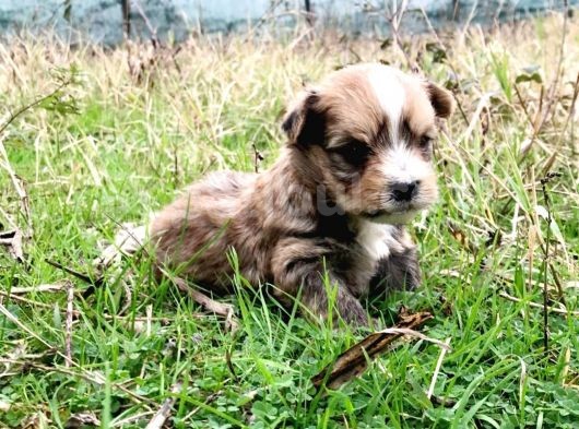 Morkie Cinsi Yavrular 