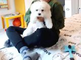 Maltesse Terrier Cinsi Güzel Yavrular 