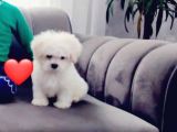 Maltesse Terrier Cinsi Güzel Yavrular 