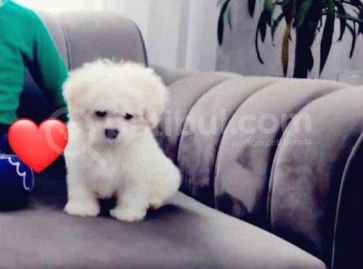 Maltesse Terrier Cinsi Güzel Yavrular 