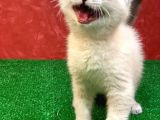 Sifir Kulak Yuvarlak Kafa Lynx Point Scottish Fold Yavrumuz