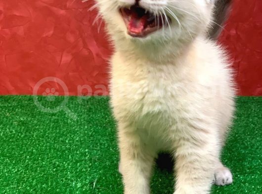 Sifir Kulak Yuvarlak Kafa Lynx Point Scottish Fold Yavrumuz
