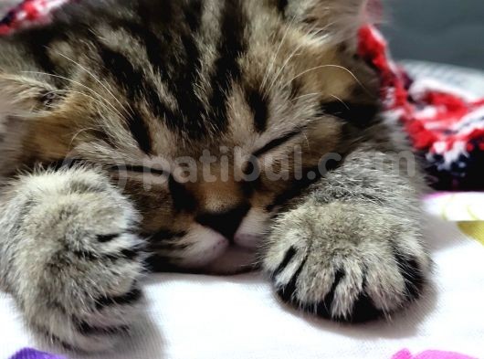 Oyuncu Golden Black Tabby British görsel