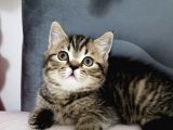 Oyuncu Golden Black Tabby British