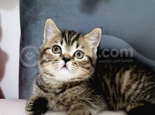 Oyuncu Golden Black Tabby British görsel