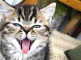 Oyuncu Golden Black Tabby British