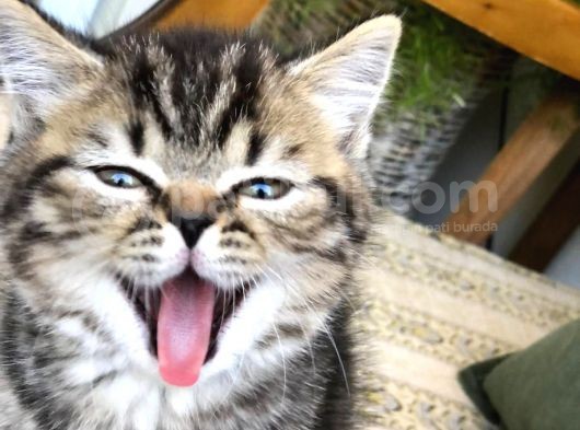 Oyuncu Golden Black Tabby British