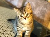 Oyuncu Golden Black Tabby British