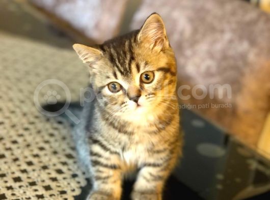 Oyuncu Golden Black Tabby British görsel