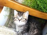 Oyuncu Golden Black Tabby British