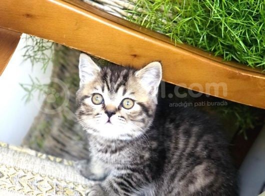 Oyuncu Golden Black Tabby British görsel