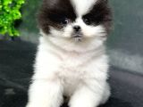 2.5 Aylık Erkek Ve Dişi Pomeranian Yavrular