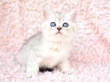 En Güzel Silver British Shorthair