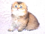 Pamuk Tüylü Kulaksiz Golden Scottish Fold Longhair