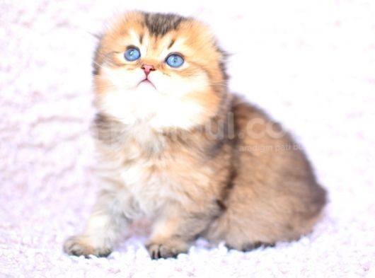 Pamuk Tüylü Kulaksiz Golden Scottish Fold Longhair