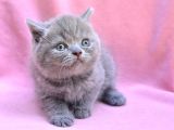 Yusyuvarlak Kafa Gri̇ British Shorthair Yavrumuz