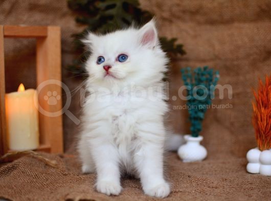 Muhteşem Silver Ns1133 British Longhair