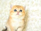 Şampi̇yon Soyundan Ny11 Golden Bri̇ti̇sh Shorthai̇r