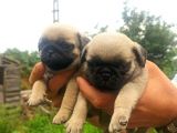 Pug Mobs Yavrular