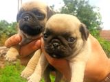 Pug Mobs Yavrular