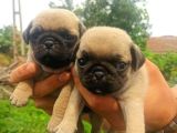 Pug Mobs Yavrular