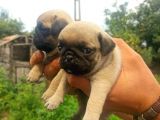 Pug Mobs Yavrular